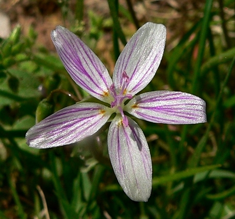 {Claytonia virginica}